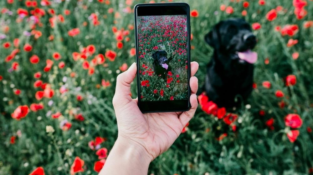 9 Pet Photography Tips and Tricks To Get Clear Photos Every Time